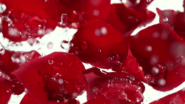Super Slow Motion Shot of Water Drops Falling and Splashing on Red Rose Petals at 1000 Fps