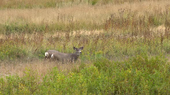 Mule deer bucks standing in open field looking around