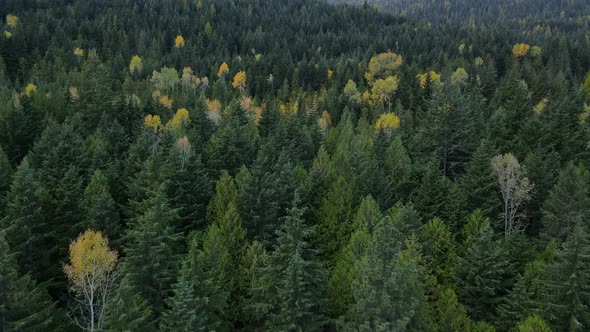 Long 4k aerial video of British columbian forests near Nelson, Canada. Autumn foliage during October