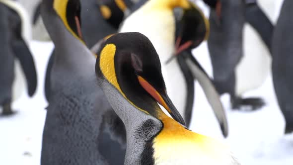 Close Up Of Penguins On The Snow