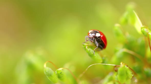 Closeup Wildlife of a Ladybug in the Green Grass in the Forest