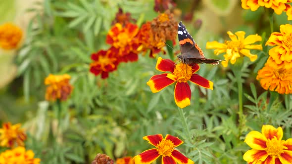 The Admiral Butterfly Eats Nectar On A Marigold.