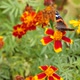 The Admiral Butterfly Eats Nectar On A Marigold. - VideoHive Item for Sale