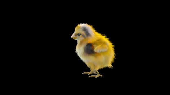 25 Baby Chicks Dancing HD