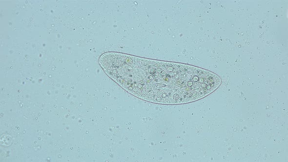 infusorium Ciliophora of the genus Paramecium under a microscope, order Peniculida