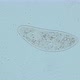 infusorium Ciliophora of the genus Paramecium under a microscope, order Peniculida - VideoHive Item for Sale