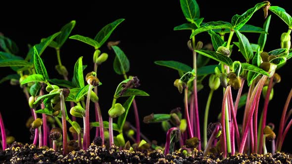 Mung Beans Germination on Black Background