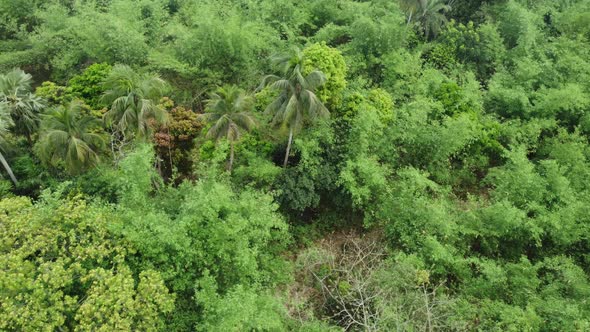 Aerial or top view of deep green forest or jungle. The leaves of green trees produce a lot of oxygen