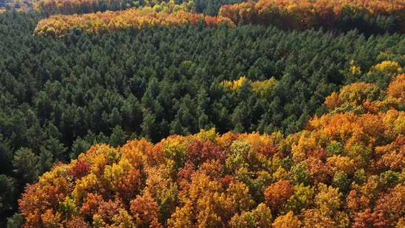 Aerial View Cinematic Autumn Forest