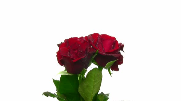 Rotating three red roses with water drops, seamless loop