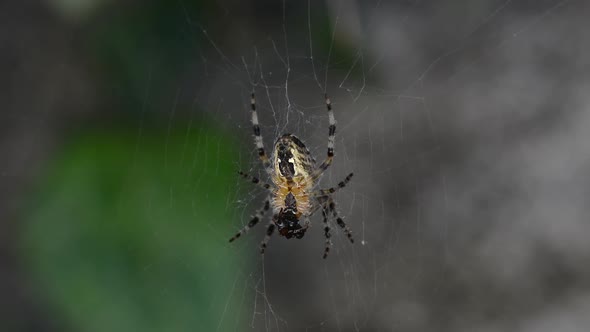 The spider feeds on the insect it catches