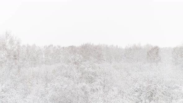 Aerial Video of a Winter Forest