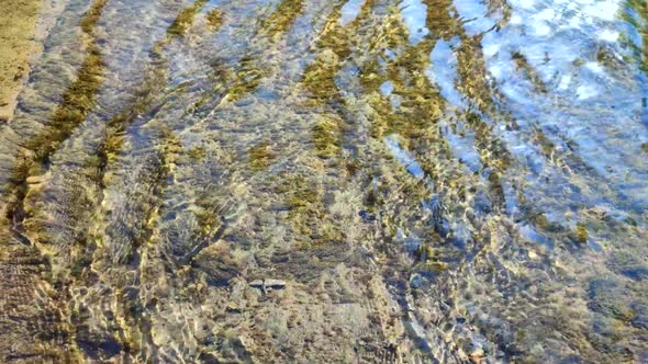 Water Flows Over the Surface of an Old Stone Overgrown with Muloi