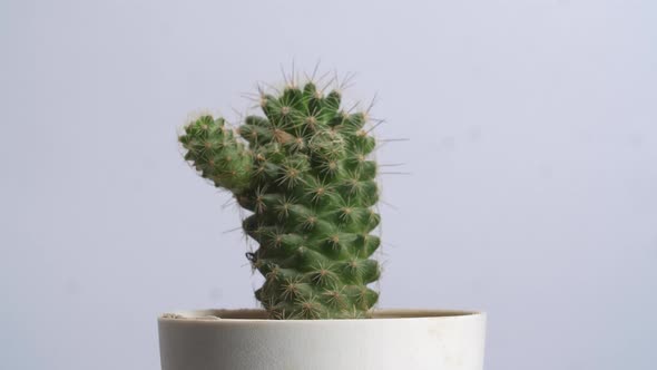 Mammillaria Spinosissima Plant Revolving Around Itself On The White Screen Background