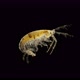 Crustacean Gammarus Under a Microscope, Order Amphipoda - VideoHive Item for Sale