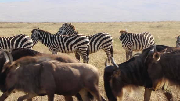 A clip of a herd wildebeest, Connochaetes taurinus or Gnu marching past Zebra, Equus Quagga formerly