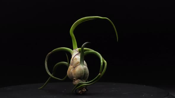 In complete darkness, an alien-looking air plant spins slowly.