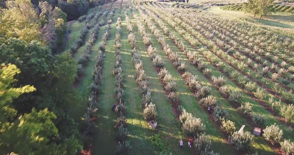 Aerial of apple orchard and harvest at sunrise with equipment in place ready for immigrant farmers t