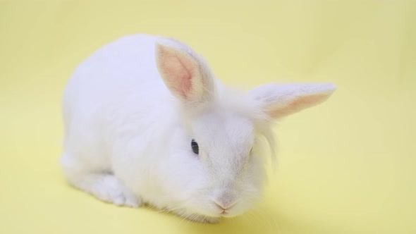 A Cute White Rabbit Sits Cutely on a Yellow Background with Copy Space