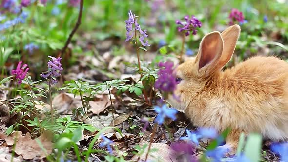 Small Easter Red Fluffy Rabbit with Cute Ears