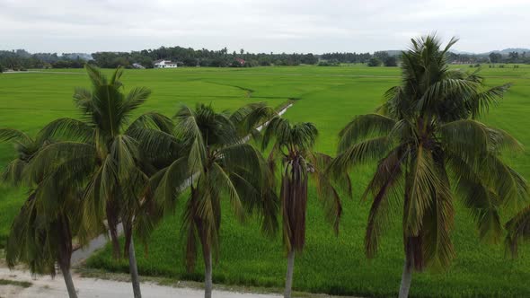 Coconut in row toward paddy field