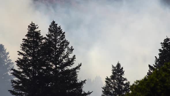 Smoke rising from forest fire