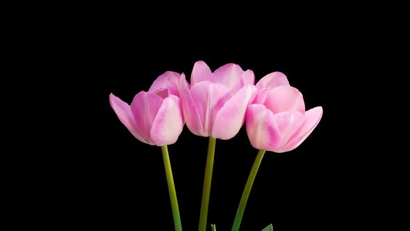 Timelapse of Pink Tulips Flowers Opening