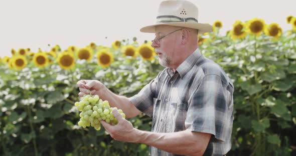 Farmer Looking Sky and Rejoicing with Ripe Bunch of Grapes in Hands at Sunflower