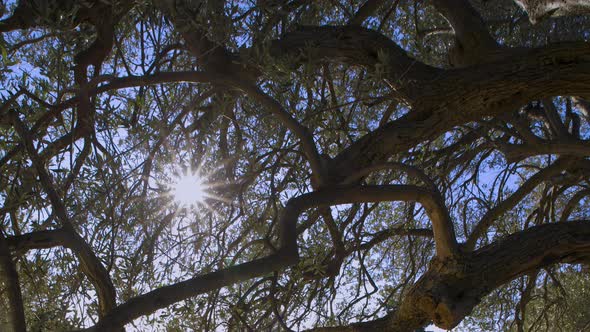 The sun thru the branches of olive tree