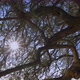The sun thru the branches of olive tree - VideoHive Item for Sale