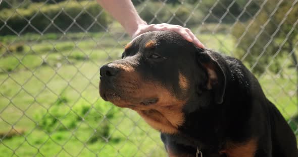 Petting a Rottweiler friendly dog outdoors.