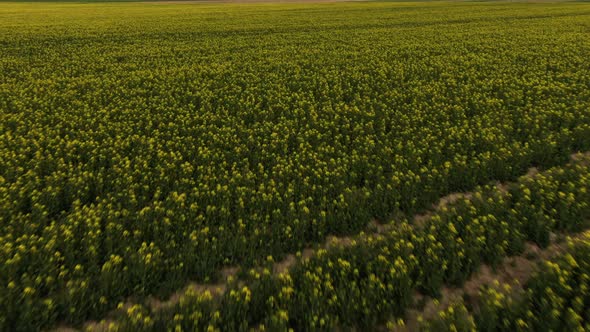 Aerial Above View of Spring Rapeseed Flower Field Blooming Beautiful Yellow Rapeseed Flowers Field