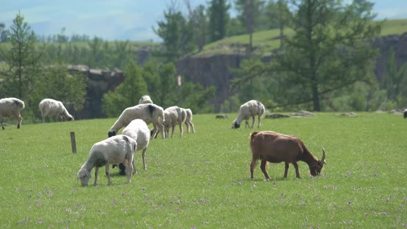 Herds of Fheep and Goats in Central Asia