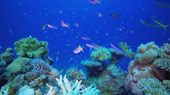 Underwater Coral Reef Marine