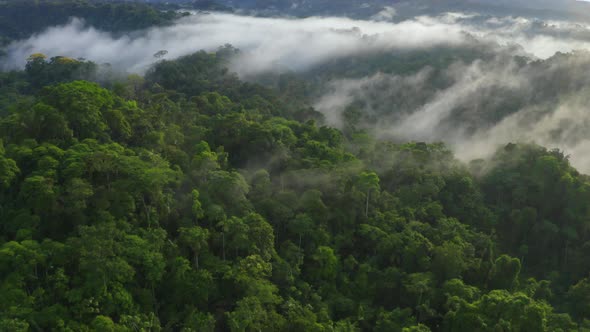 Beautiful aerial view of a tropical forest covered in fog: the amazon forest