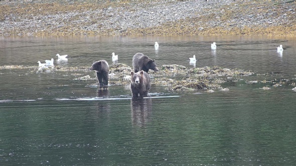 Bears hunt salmon in a mountain river in Alaska.