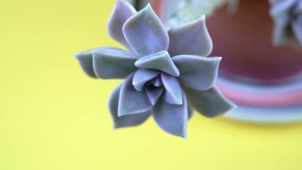 Branch of Light Blue Echeveria Plant on Yellow Background