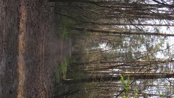 Vertical Video of a Road in the Forest Slow Motion