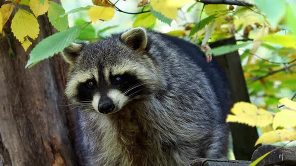 Raccoon (Procyon lotor) and trees in background. Also known as the North American raccoon.	