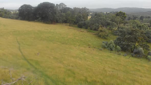 forward moving aerial shot of kangaroos jumping through a farm paddock and into bushland in Australi