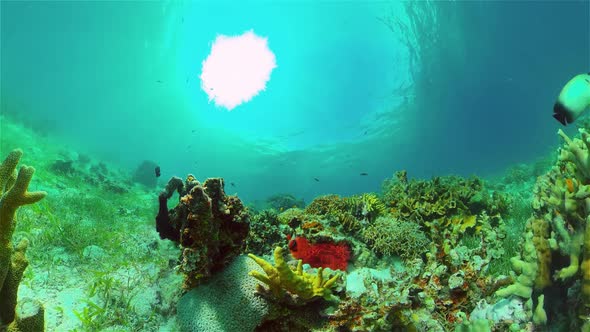 Coral Reef Tropical Fish Underwater