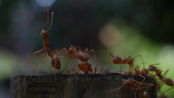 Red ant action walking in the nature