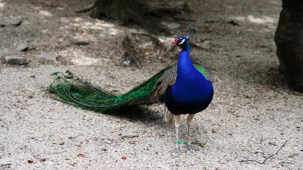 Beautiful Peacock with a Folded Tail in a Zoo