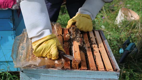 Close Up Shot of a Beehive Being Opened with a Metallic Tool By Beekeeper