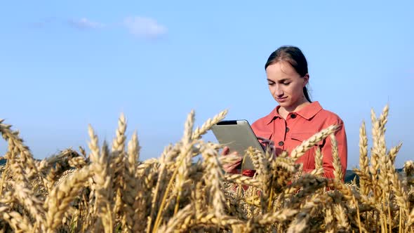 Caucasian Agronomist checking the field of cereals and sends data to the cloud from the tablet