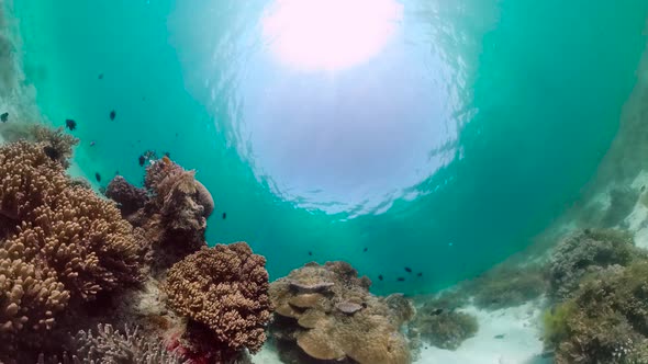 The Underwater World of a Coral Reef. Panglao, Philippines.