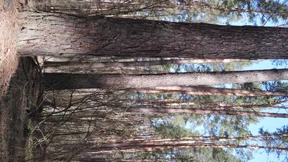 Vertical Video of Trees in a Pine Forest Slow Motion