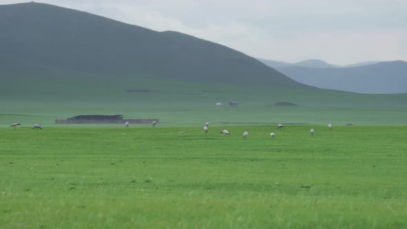 Real Wild Crane Birds Walking in Natural Meadow Habitat