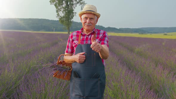 Senior Man Grandfather Farmer Gathering Lavender Flowers on Basket on Herb Garden Showing Thumbs Up