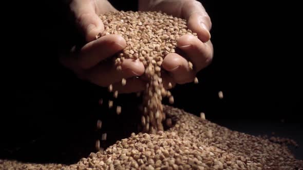 Female Hands Pours Buckwheat Grain. Slow Motion